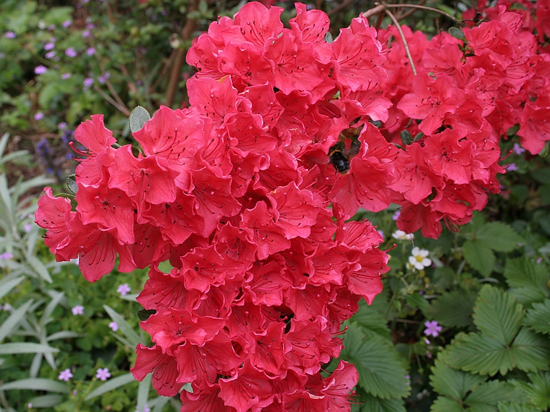 Rhodo Hinodegiri Azalea Azalea